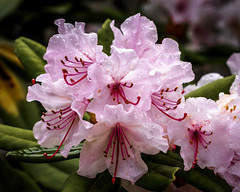 Morning Rhododendron