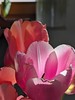 Tulip - Tulpen