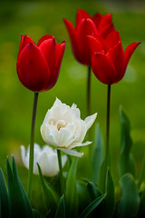 Ruffled tulip