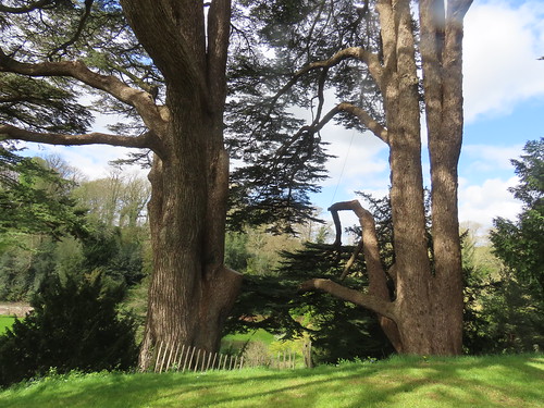Giant tree at Upton House and Gardens