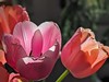 Tulip Tulpen