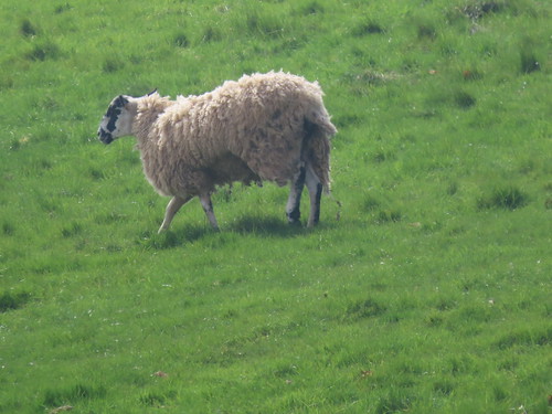 Sheep in a field from Upton House and Gardens