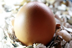 Egg on shells
