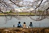 Snapshot for Sakura scene in Tsukishima, Tokyo.