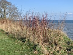 “large trees and beautiful Dogwood on the shore of Lake Ontario at the waterfront trail in Squires beach this summer , Martins photographs , Ajax , Ontario , Canada , April 14. 2024”
