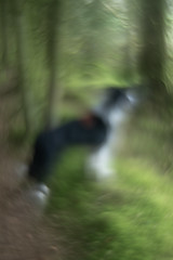Collie in woods colour