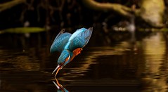Eisvogel  / kingfisher (Alcedo atthis)