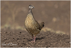 The Crested Francolin!