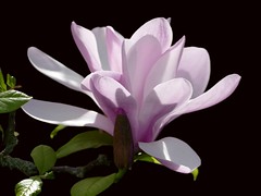 fleur de magnolia - 2024