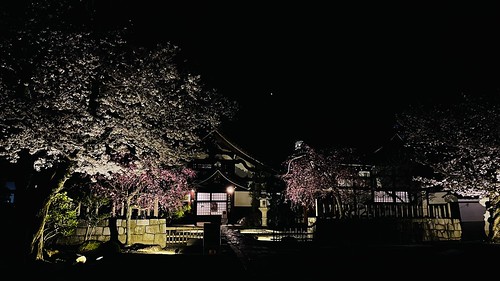 Night Cherry Blossom Patrol