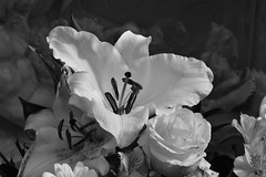 Dead Flowers -Lilium regale-