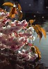 Cherry Blossoms on Water