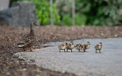 Mama and Ducklings