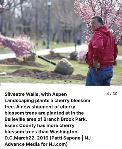The Story Behind Branch Brook Parkfs Cherry Blossom Trees ???