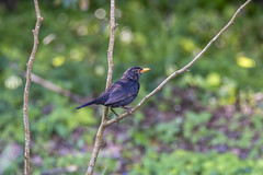 Mirlo común (Turdus merula). Common blackbird. από David Álvarez López στο flickr
