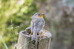 Petirrojo (Erithacus rubecula). European robin. by David Álvarez López on flickr