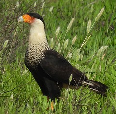 My first picture of a CRESTED CARACARA!!