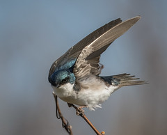 swallow defends position