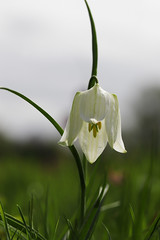 The Snake's head fritillary in white