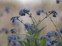blue by the reed bed