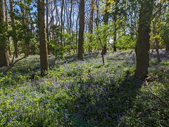 Bluebells in Epping Forest
