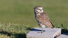 Burrowing Owl m.