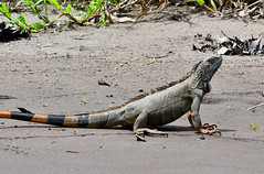 Green Iguana on the muddy canal banks in Tortuguero.