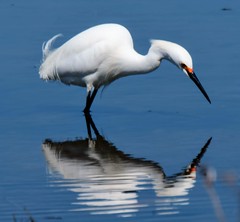 Snowy egret captivated by it's reflection, or it spotted a fish.