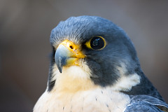 Portrait shooting _ Peregrine falcon