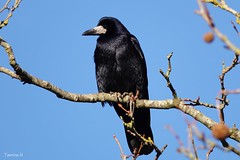 13308 - Black Beauty oiseau noir