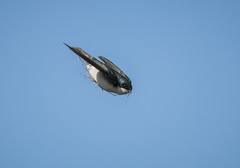 swallow builds nest