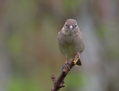 a little girl sparrow