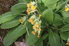 Malhostovická pecka - Primula veris/cowslip/prvosenka jarní 6574