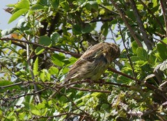 Cirl Bunting contortionist