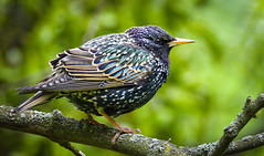 Starling by hedera.baltica on flickr