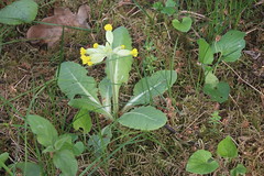 Malhostovická pecka - Primula veris/cowslip/prvosenka jarní 6578