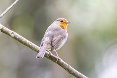 Petirrojo (Erithacus rubecula). European robin. από David Álvarez López στο flickr