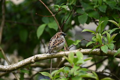 House Sparrow by Steven Lilley on flickr