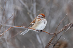 American Tree Sparrow / Viðartittlingur (Spizella arborea)