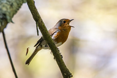 Petirrojo (Erithacus rubecula). European robin. by David Álvarez López on flickr