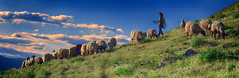 Κτηνοτροφία σε λοφοπλαγιά   Livestock farming on a hillside