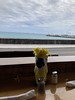 the view from the Fish Hopper, Kailua-Kona, Monday