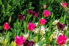 Garden Tulips_0644