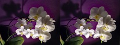 Orchidea 3D Crossview  Stereo