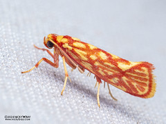 Burnet moth (Anticrates sp.) - P3092185