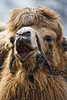 Camel with open mouth, again