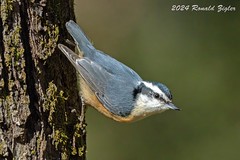 Red-breasted Nuthatch 267A6314