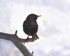 Sturnus vulgaris - Common starling
