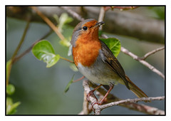Robin (Erithacus rubecula) Double click for detail