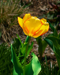 Garden Tulip_0652